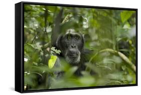 Africa, Uganda, Kibale National Park. A male chimpanzee listens and surveys his surroundings.-Kristin Mosher-Framed Stretched Canvas