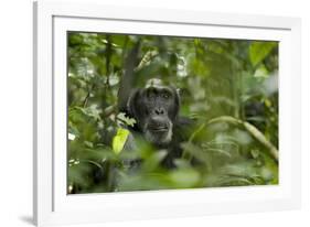 Africa, Uganda, Kibale National Park. A male chimpanzee listens and surveys his surroundings.-Kristin Mosher-Framed Photographic Print