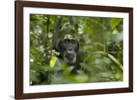 Africa, Uganda, Kibale National Park. A male chimpanzee listens and surveys his surroundings.-Kristin Mosher-Framed Photographic Print