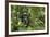 Africa, Uganda, Kibale National Park. A male chimpanzee listens and surveys his surroundings.-Kristin Mosher-Framed Photographic Print