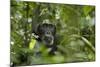 Africa, Uganda, Kibale National Park. A male chimpanzee listens and surveys his surroundings.-Kristin Mosher-Mounted Photographic Print