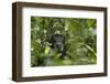 Africa, Uganda, Kibale National Park. A male chimpanzee listens and surveys his surroundings.-Kristin Mosher-Framed Photographic Print