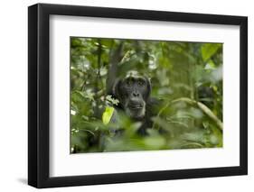 Africa, Uganda, Kibale National Park. A male chimpanzee listens and surveys his surroundings.-Kristin Mosher-Framed Photographic Print