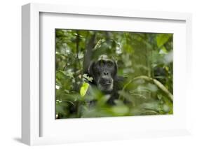 Africa, Uganda, Kibale National Park. A male chimpanzee listens and surveys his surroundings.-Kristin Mosher-Framed Photographic Print