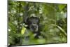 Africa, Uganda, Kibale National Park. A male chimpanzee listens and surveys his surroundings.-Kristin Mosher-Mounted Photographic Print