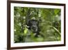 Africa, Uganda, Kibale National Park. A male chimpanzee listens and surveys his surroundings.-Kristin Mosher-Framed Premium Photographic Print