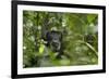 Africa, Uganda, Kibale National Park. A male chimpanzee listens and surveys his surroundings.-Kristin Mosher-Framed Premium Photographic Print