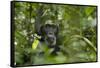 Africa, Uganda, Kibale National Park. A male chimpanzee listens and surveys his surroundings.-Kristin Mosher-Framed Stretched Canvas