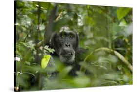 Africa, Uganda, Kibale National Park. A male chimpanzee listens and surveys his surroundings.-Kristin Mosher-Stretched Canvas