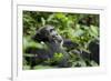 Africa, Uganda, Kibale National Park. A male chimpanzee looks over his shoulder.-Kristin Mosher-Framed Premium Photographic Print