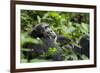 Africa, Uganda, Kibale National Park. A male chimpanzee looks over his shoulder.-Kristin Mosher-Framed Premium Photographic Print