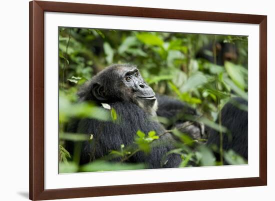 Africa, Uganda, Kibale National Park. A male chimpanzee looks over his shoulder.-Kristin Mosher-Framed Premium Photographic Print