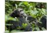 Africa, Uganda, Kibale National Park. A male chimpanzee looks over his shoulder.-Kristin Mosher-Mounted Premium Photographic Print