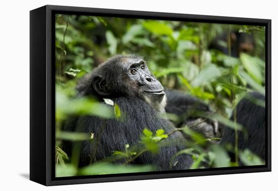 Africa, Uganda, Kibale National Park. A male chimpanzee looks over his shoulder.-Kristin Mosher-Framed Stretched Canvas