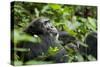 Africa, Uganda, Kibale National Park. A male chimpanzee looks over his shoulder.-Kristin Mosher-Stretched Canvas