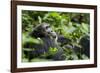 Africa, Uganda, Kibale National Park. A male chimpanzee looks over his shoulder.-Kristin Mosher-Framed Photographic Print