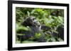 Africa, Uganda, Kibale National Park. A male chimpanzee looks over his shoulder.-Kristin Mosher-Framed Photographic Print