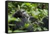 Africa, Uganda, Kibale National Park. A male chimpanzee looks over his shoulder.-Kristin Mosher-Framed Stretched Canvas