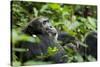 Africa, Uganda, Kibale National Park. A male chimpanzee looks over his shoulder.-Kristin Mosher-Stretched Canvas