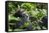 Africa, Uganda, Kibale National Park. A male chimpanzee looks over his shoulder.-Kristin Mosher-Framed Stretched Canvas