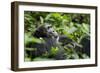 Africa, Uganda, Kibale National Park. A male chimpanzee looks over his shoulder.-Kristin Mosher-Framed Photographic Print