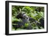 Africa, Uganda, Kibale National Park. A male chimpanzee looks over his shoulder.-Kristin Mosher-Framed Photographic Print