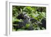 Africa, Uganda, Kibale National Park. A male chimpanzee looks over his shoulder.-Kristin Mosher-Framed Photographic Print