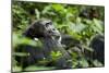 Africa, Uganda, Kibale National Park. A male chimpanzee looks over his shoulder.-Kristin Mosher-Mounted Photographic Print