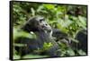 Africa, Uganda, Kibale National Park. A male chimpanzee looks over his shoulder.-Kristin Mosher-Framed Stretched Canvas