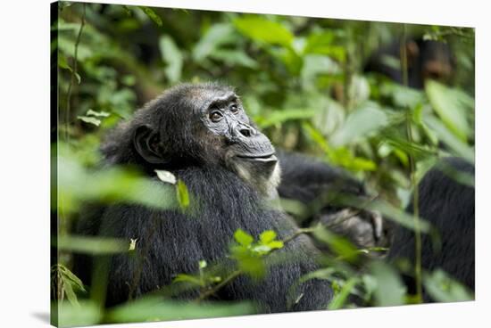 Africa, Uganda, Kibale National Park. A male chimpanzee looks over his shoulder.-Kristin Mosher-Stretched Canvas