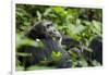 Africa, Uganda, Kibale National Park. A male chimpanzee looks over his shoulder.-Kristin Mosher-Framed Photographic Print