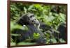 Africa, Uganda, Kibale National Park. A male chimpanzee looks over his shoulder.-Kristin Mosher-Framed Photographic Print