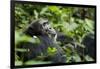 Africa, Uganda, Kibale National Park. A male chimpanzee looks over his shoulder.-Kristin Mosher-Framed Photographic Print