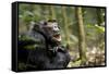 Africa, Uganda, Kibale National Park. A male chimpanzee looks up into the trees.-Kristin Mosher-Framed Stretched Canvas