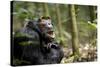 Africa, Uganda, Kibale National Park. A male chimpanzee looks up into the trees.-Kristin Mosher-Stretched Canvas