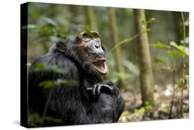 Africa, Uganda, Kibale National Park. A male chimpanzee looks up into the trees.-Kristin Mosher-Stretched Canvas