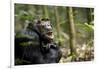 Africa, Uganda, Kibale National Park. A male chimpanzee looks up into the trees.-Kristin Mosher-Framed Photographic Print