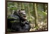 Africa, Uganda, Kibale National Park. A male chimpanzee looks up into the trees.-Kristin Mosher-Framed Photographic Print