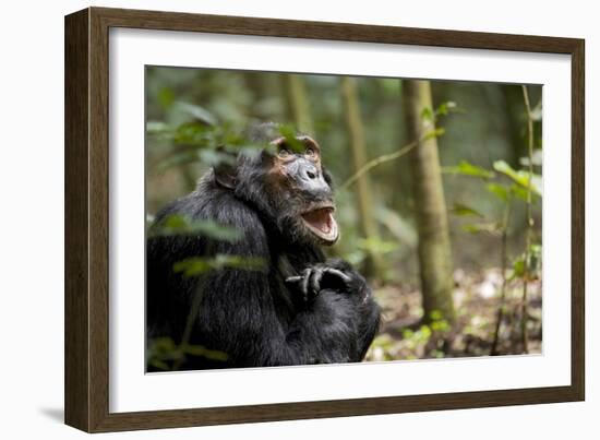 Africa, Uganda, Kibale National Park. A male chimpanzee looks up into the trees.-Kristin Mosher-Framed Photographic Print