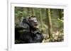 Africa, Uganda, Kibale National Park. A male chimpanzee looks up into the trees.-Kristin Mosher-Framed Premium Photographic Print