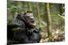 Africa, Uganda, Kibale National Park. A male chimpanzee looks up into the trees.-Kristin Mosher-Mounted Premium Photographic Print