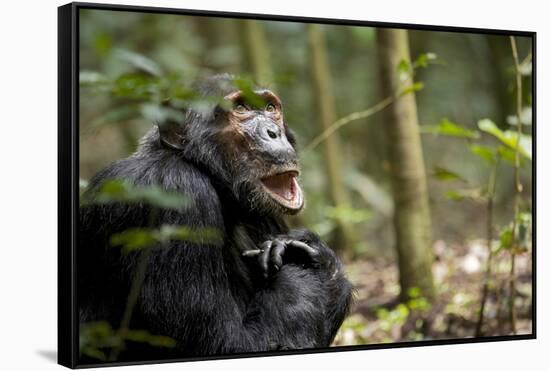 Africa, Uganda, Kibale National Park. A male chimpanzee looks up into the trees.-Kristin Mosher-Framed Stretched Canvas