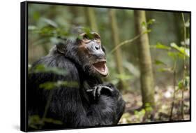 Africa, Uganda, Kibale National Park. A male chimpanzee looks up into the trees.-Kristin Mosher-Framed Stretched Canvas