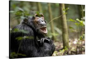 Africa, Uganda, Kibale National Park. A male chimpanzee looks up into the trees.-Kristin Mosher-Stretched Canvas