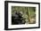 Africa, Uganda, Kibale National Park. A male chimpanzee looks up into the trees.-Kristin Mosher-Framed Photographic Print