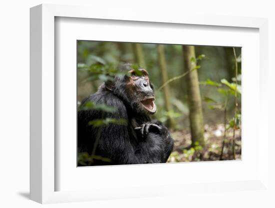 Africa, Uganda, Kibale National Park. A male chimpanzee looks up into the trees.-Kristin Mosher-Framed Photographic Print