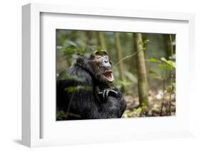 Africa, Uganda, Kibale National Park. A male chimpanzee looks up into the trees.-Kristin Mosher-Framed Photographic Print