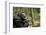 Africa, Uganda, Kibale National Park. A male chimpanzee looks up into the trees.-Kristin Mosher-Framed Photographic Print