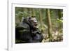 Africa, Uganda, Kibale National Park. A male chimpanzee looks up into the trees.-Kristin Mosher-Framed Photographic Print