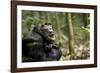 Africa, Uganda, Kibale National Park. A male chimpanzee looks up into the trees.-Kristin Mosher-Framed Photographic Print